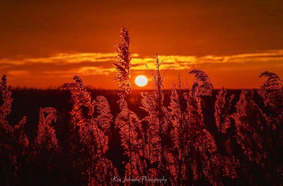 A serene sunset photograph showing tall grasses silhouetted against a vibrant orange sky with the sun low on the horizon…