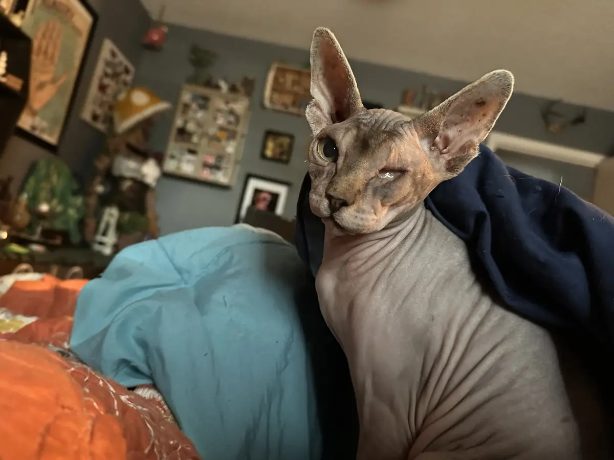 A hairless Sphynx cat with large ears and one eye half-closed sits on a bed with colorful blankets, looking directly at the…