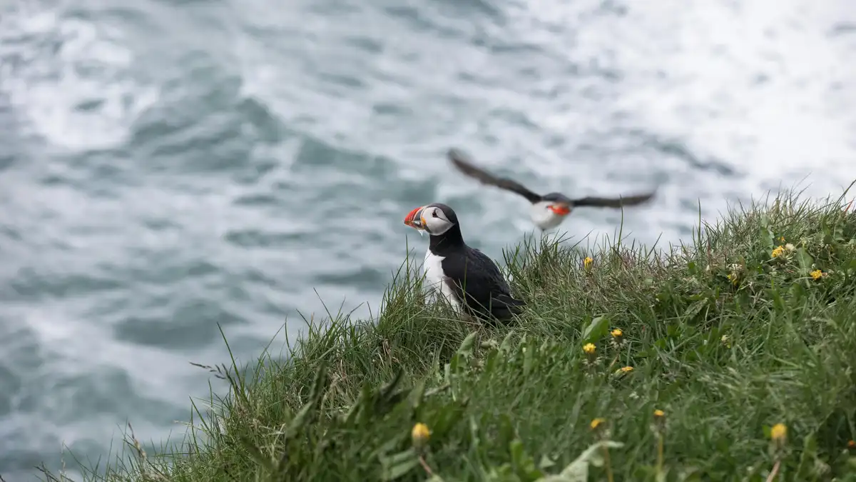 Vibrant puffins perch precariously on a lush green cliff, their curious gazes scanning the tumultuous ocean waves crashing…