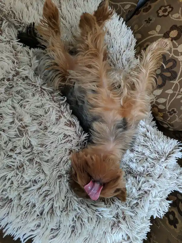 A small, fluffy dog with tan and black fur is lying on its back on a shaggy white rug, legs splayed out, tongue lolling out…