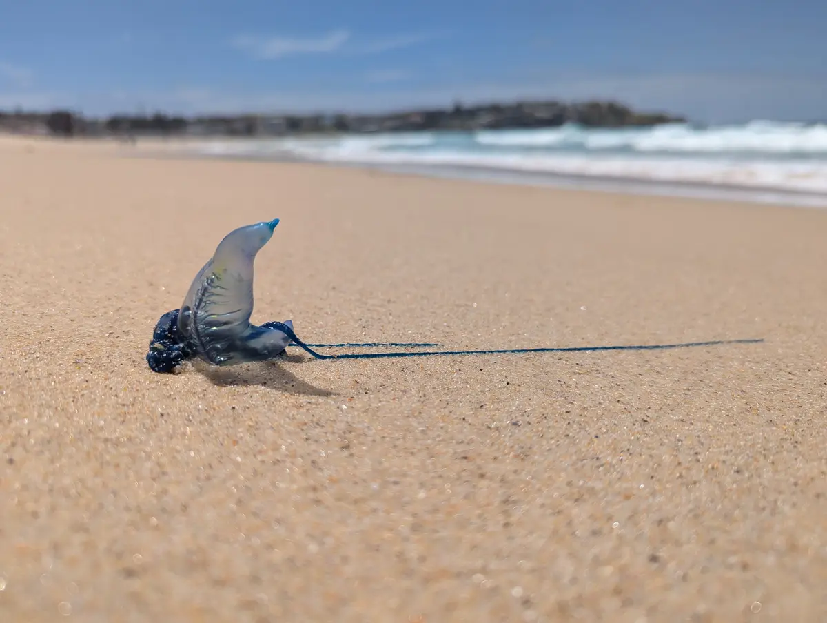 A translucent blue jellyfish with a long, dark blue trailing tentacle rests on wet sand at a beach, with ocean waves and a…
