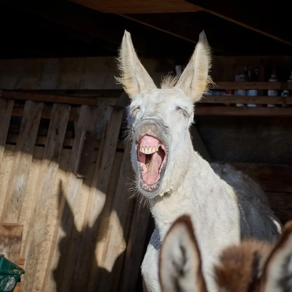 A white donkey with large ears is captured mid-yawn or scream, mouth wide open showing teeth and tongue, eyes squinted shut…