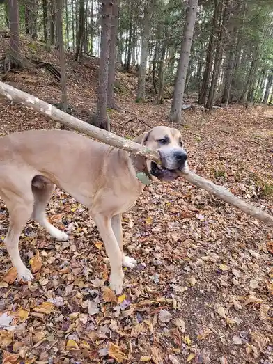 A large, tan-colored dog stands in a forest covered in fallen leaves, holding a long, thick branch horizontally in its…