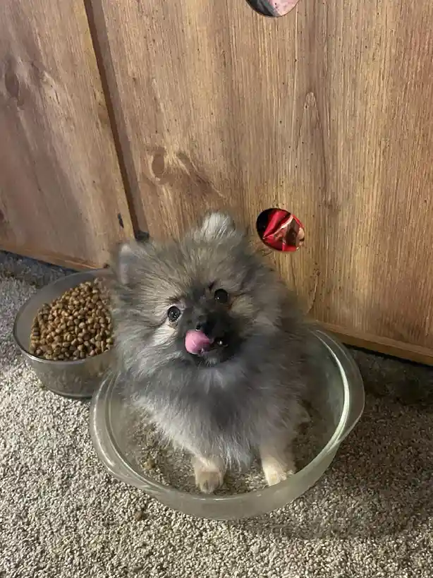 A small, fluffy gray Pomeranian dog is sitting inside a clear glass water bowl, licking its lips with its pink tongue out…
