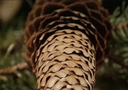 The image shows a sequence of close-up shots of pinecones, first a single one, then multiple ones hanging from branches. The…