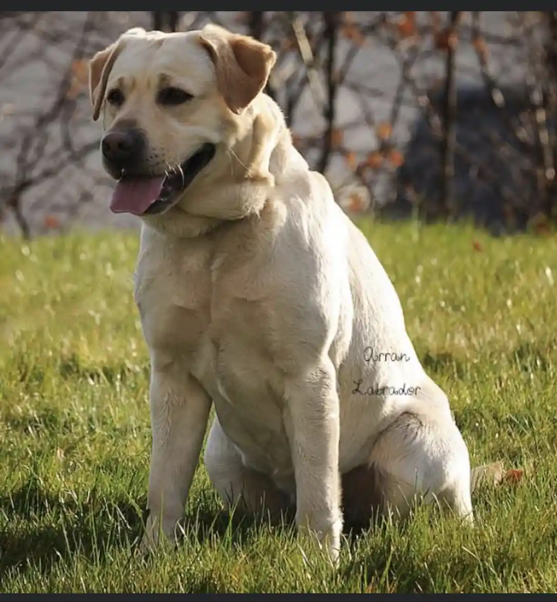 A yellow Labrador Retriever sits on green grass with its tongue out, looking relaxed. The dog's body has been digitally…