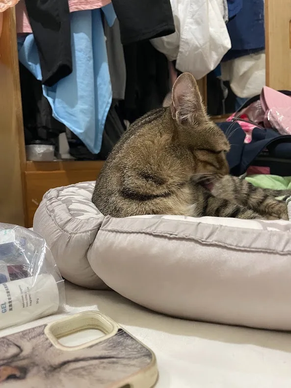 A tabby cat sits in a light-colored pet bed, grooming itself with its paw while looking relaxed. Behind it, clothes hang…
