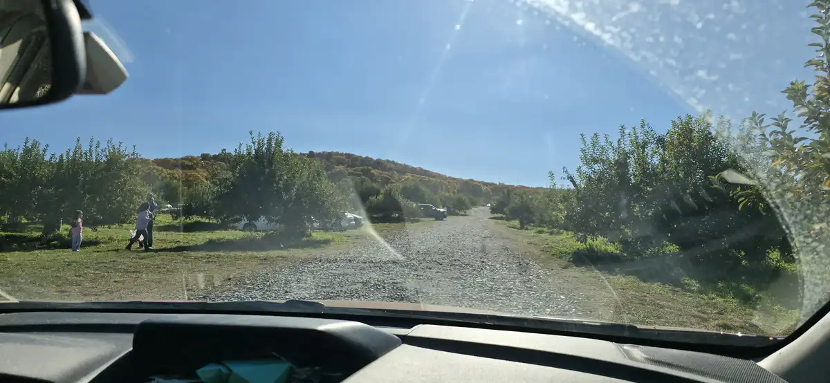 A photo taken from inside a car looking out onto a gravel road flanked by rows of trees in an orchard on a sunny day…