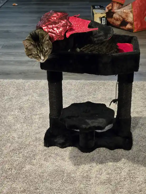 A tabby cat wearing a red sequined cape sits atop a black cat tree, looking down with a bored expression. The overlaid text…