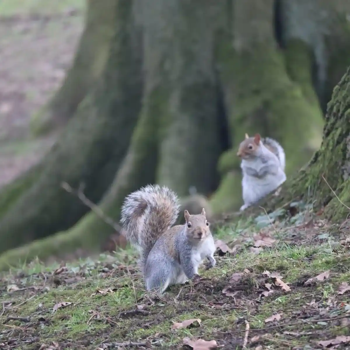 Two grey squirrels are in a forest setting, one in the foreground looking directly at the camera with a curious expression…