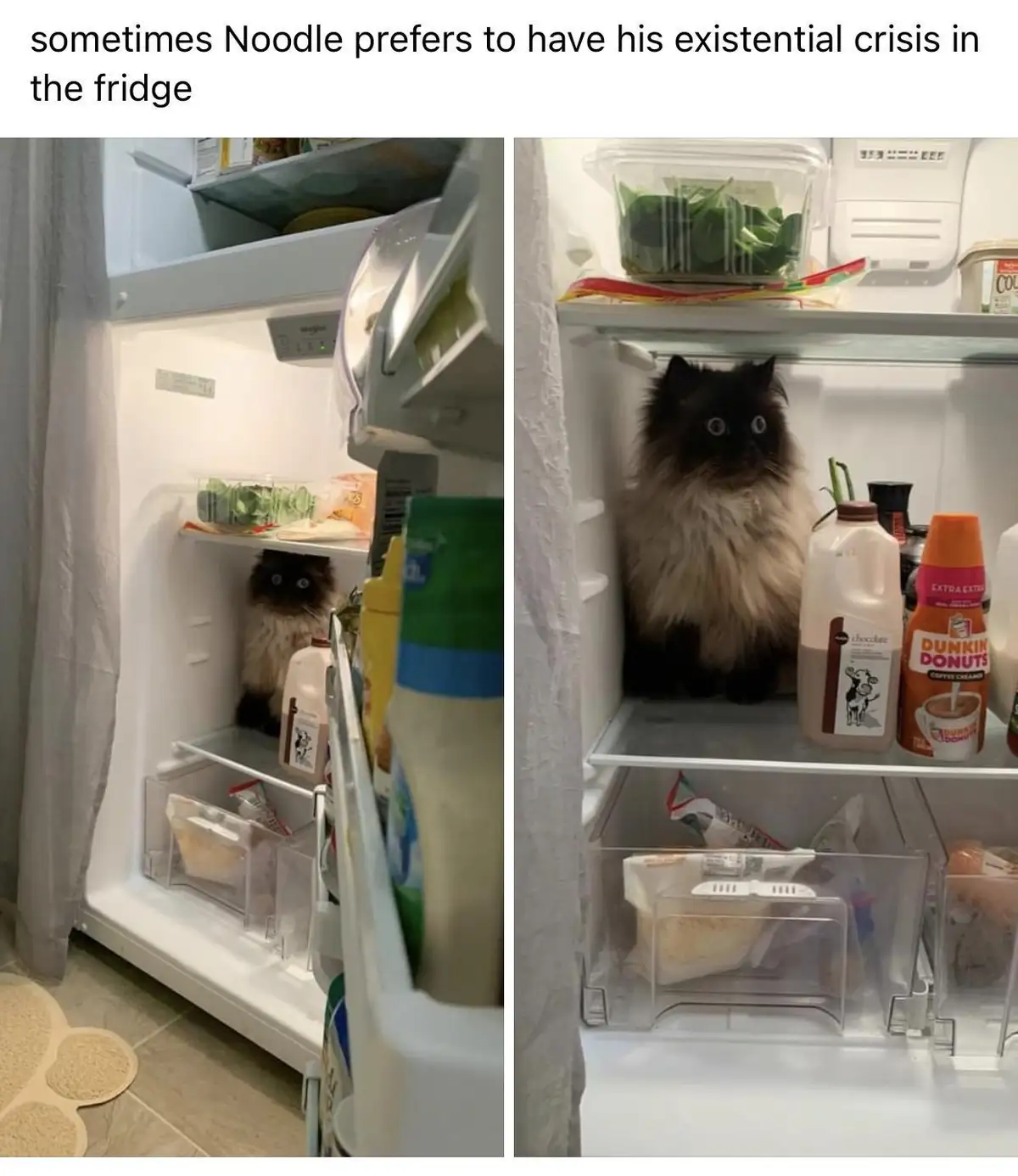 Two photos show a fluffy black-and-white cat named Noodle sitting on a fridge shelf surrounded by groceries like milk and…