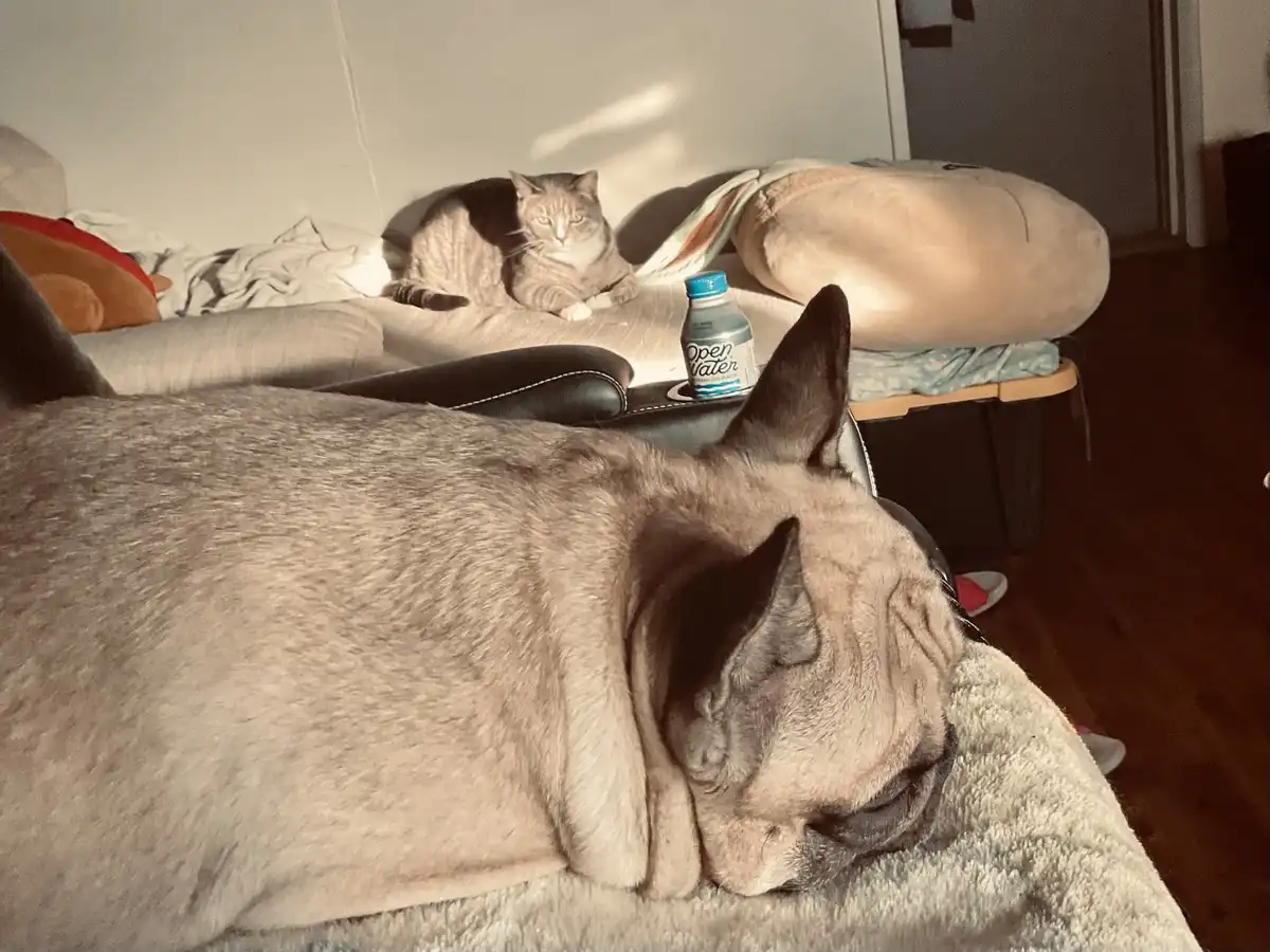 A light gray French bulldog is sleeping soundly on a fluffy blanket in the foreground, while a tabby cat sits alertly on a…