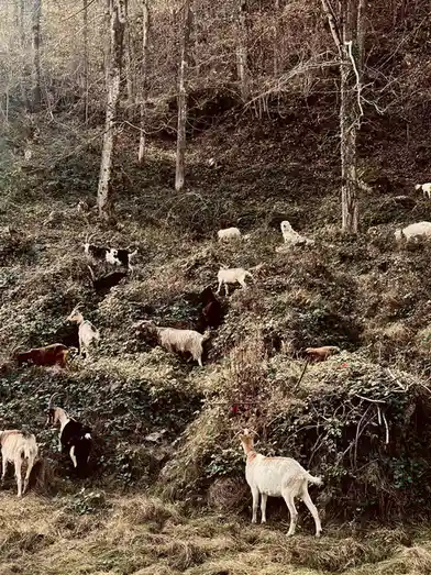 A group of goats of various colors and sizes are scattered across a steep, wooded hillside covered in green and brown…