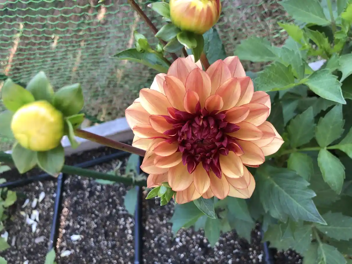 A close-up photo shows a fully bloomed dahlia flower with peachy-orange petals and a deep red center, surrounded by green…