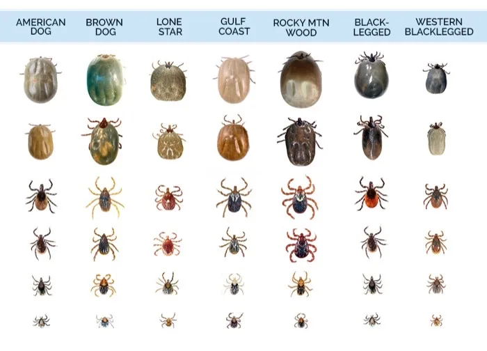 A chart displays seven types of ticks, each with four stages of development shown vertically. The top row labels each tick…