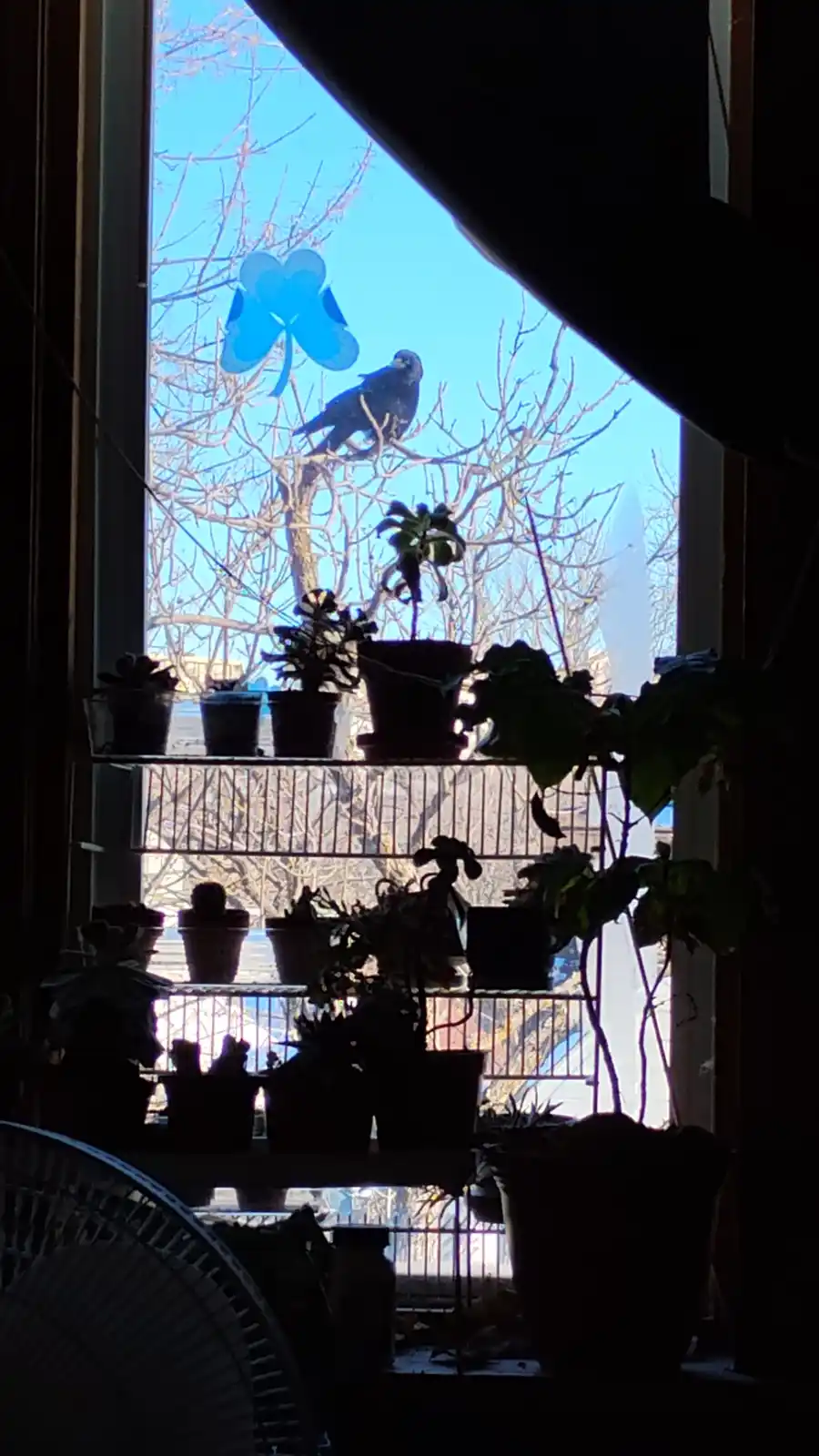 A dark silhouette of a bird perched on a bare tree branch outside a window, with a blue four-leaf clover decoration visible…