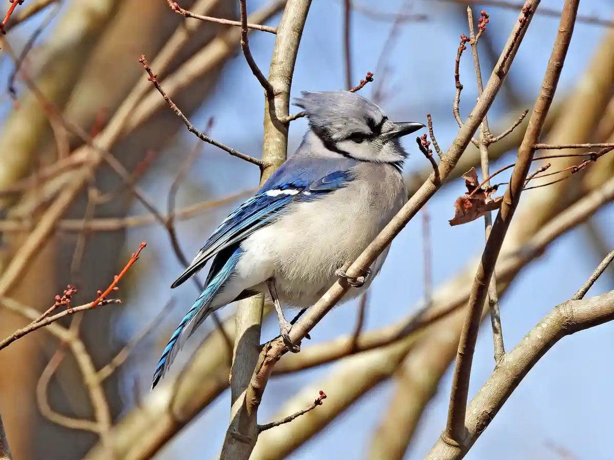 A blue jay perched on a bare tree branch with budding twigs, looking sideways with a slightly smug expression. The overlaid…