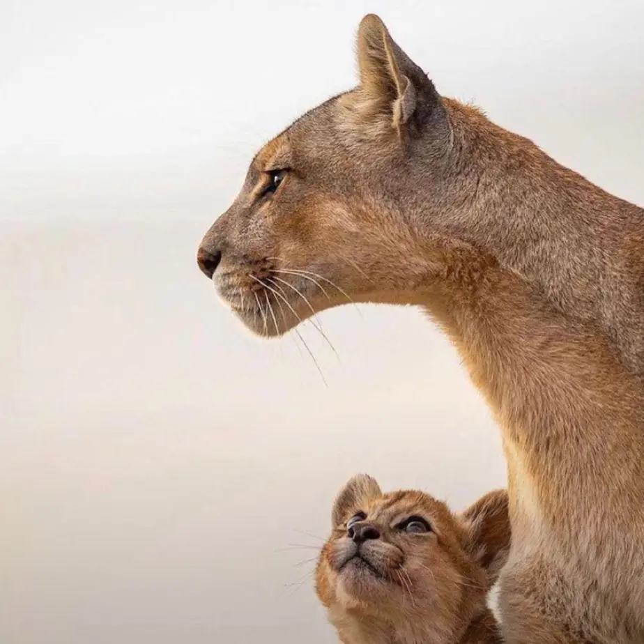 A close-up photo shows an adult puma (mountain lion) in profile, looking forward, with a small puma cub peeking up from…
