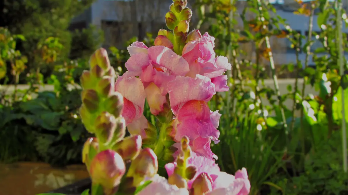 A close-up photograph of a pink snapdragon flower with green buds and leaves, bathed in sunlight in a garden. The image has…