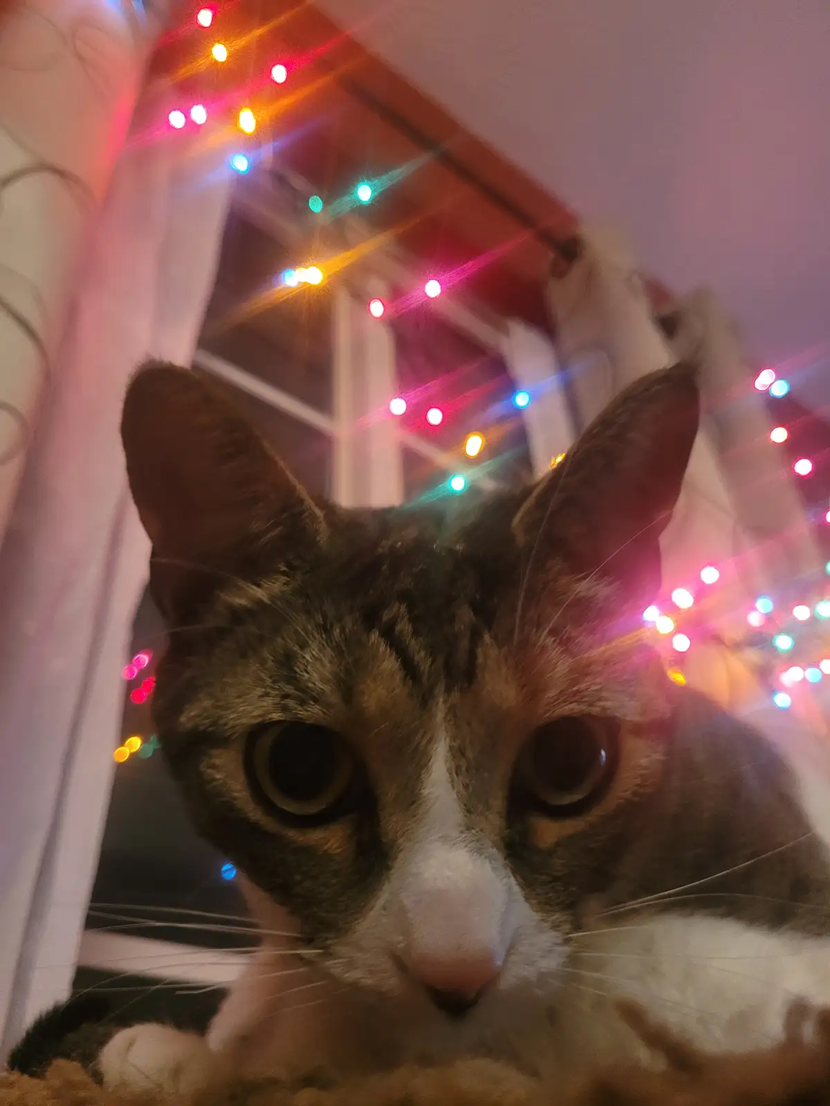 Adorable Face: The Ultimate Expression
