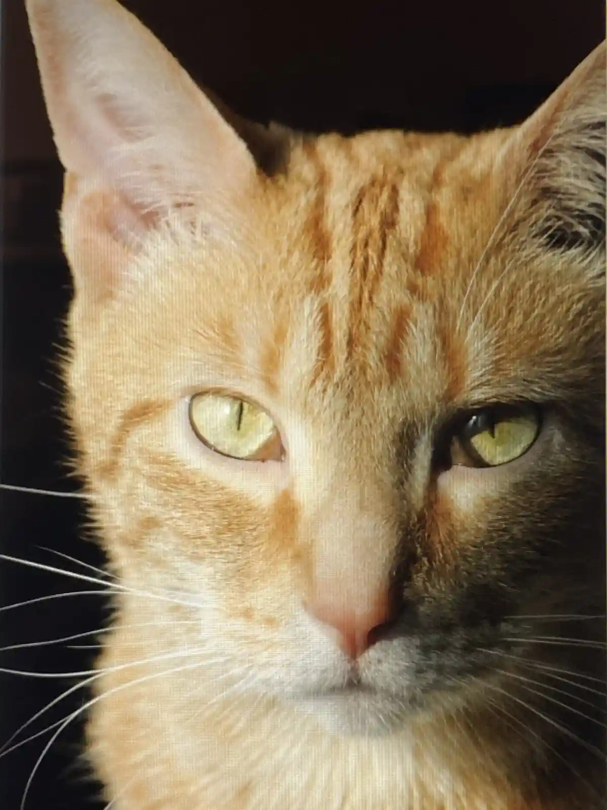 A close-up photo of an orange tabby cat with green eyes, looking directly at the camera with a serious expression. The cat's…