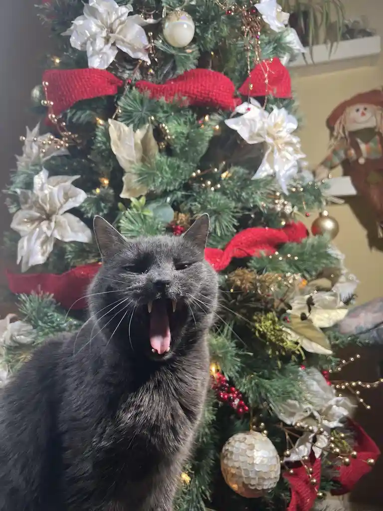 A gray cat is captured mid-yawn with its mouth wide open, revealing its teeth and tongue, positioned in front of a decorated…