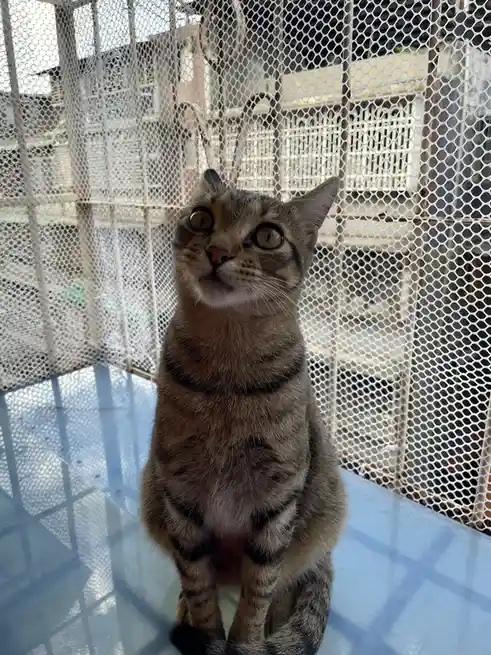 Just a Cat: The Internet's Favorite Feline
