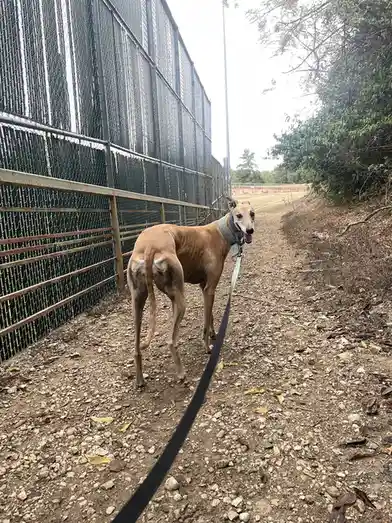 A slender, tan-colored greyhound stands on a gravel path next to a tall chain-link fence, looking back at the camera with…