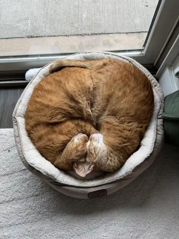 An orange tabby cat is curled into a tight, symmetrical ball inside a round, plush pet bed placed on a grey carpet near a…