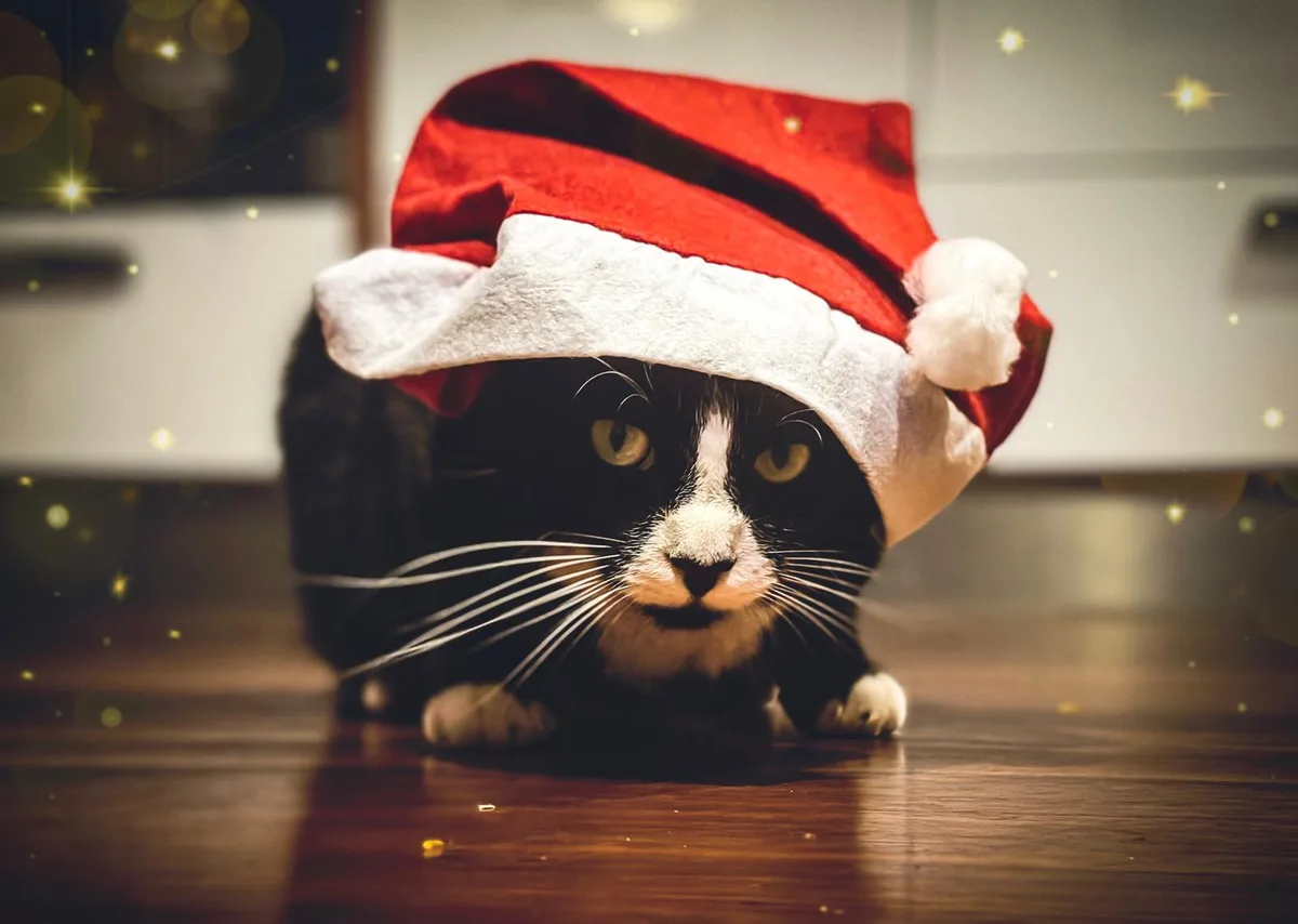 A black and white cat with yellow eyes is lying on a wooden floor, wearing a red and white Santa hat that covers its ears…