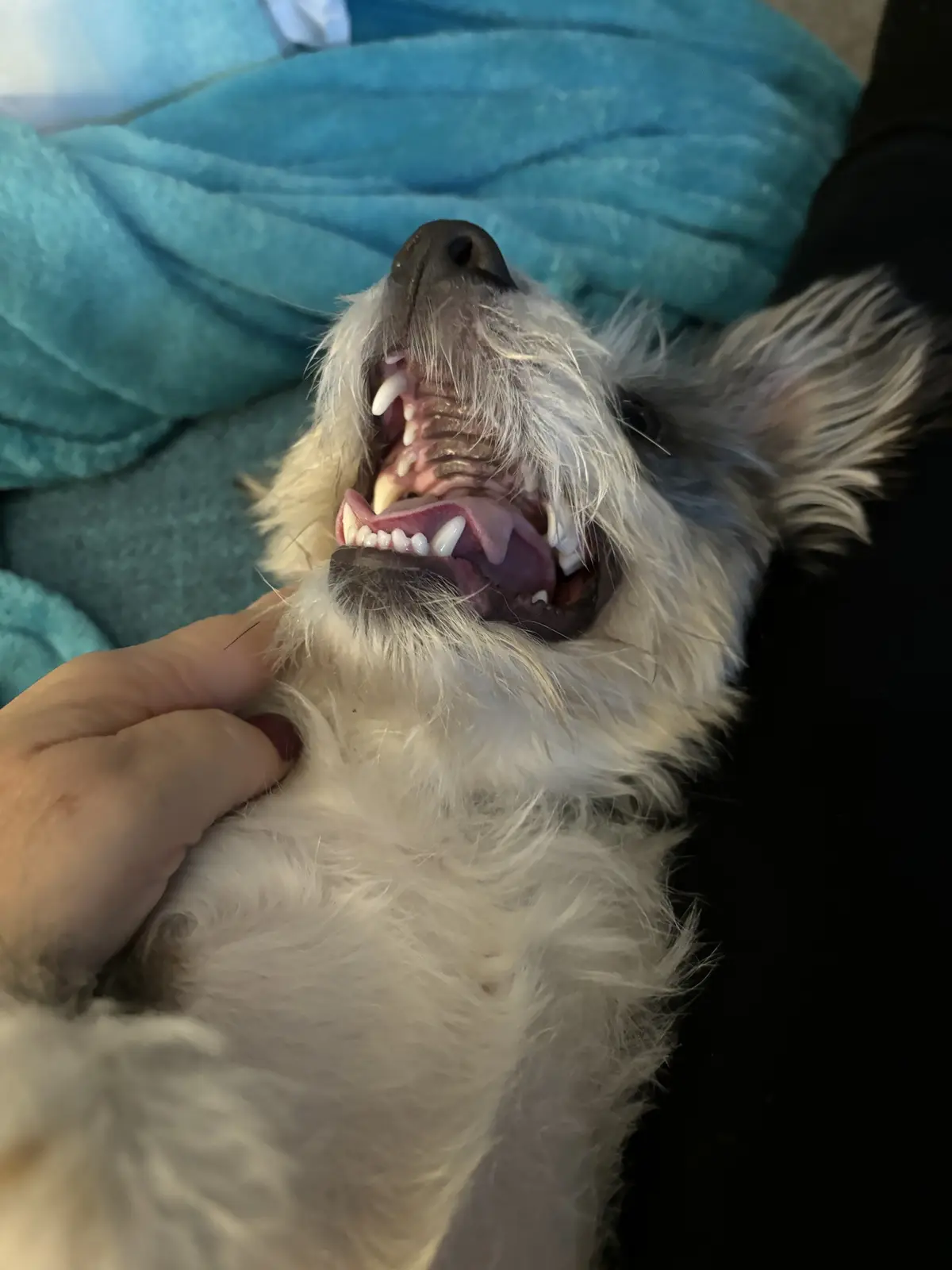 A close-up photo shows a fluffy white dog lying on its back on a teal blanket, its mouth wide open in a grin that reveals…