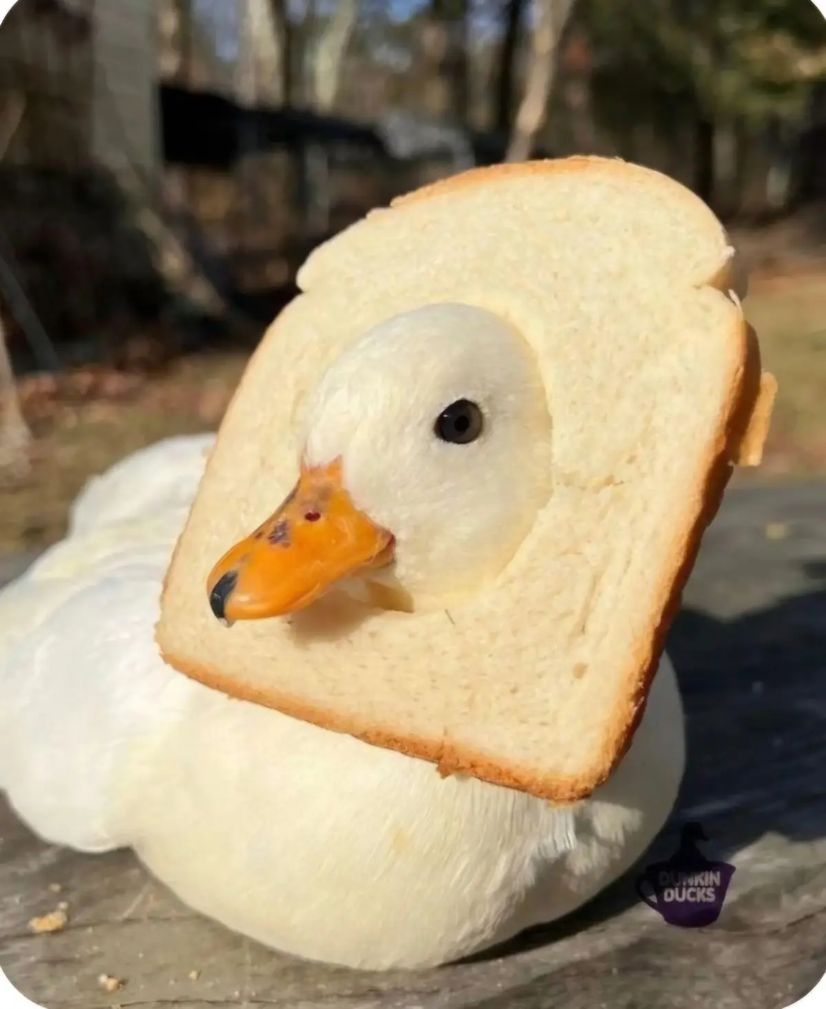 A white duck with an orange beak has a slice of white bread placed over its head like a hat, sitting on a wooden surface…