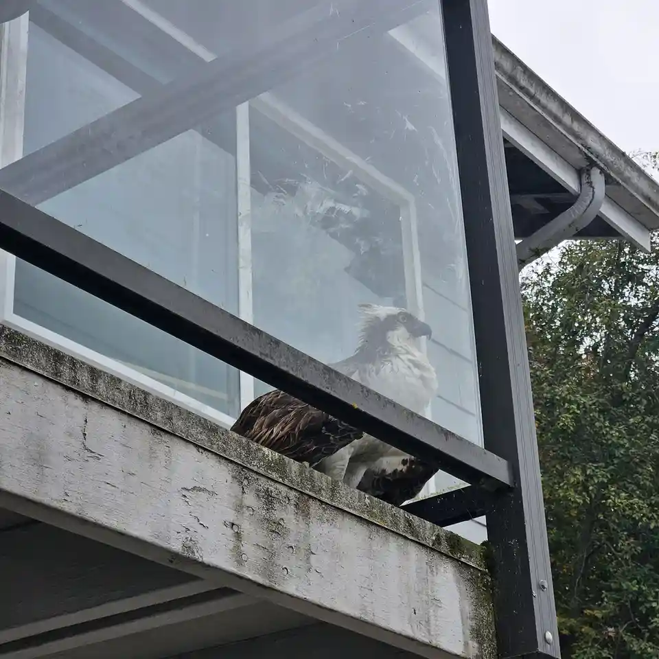 An osprey with brown and white feathers is perched on the ledge of a building's large glass window, looking out. The window…