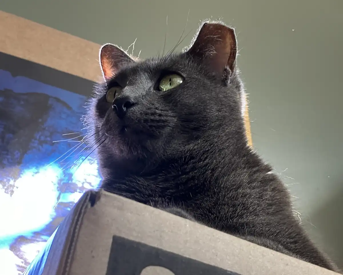 A close-up photo shows a gray cat with green eyes looking upward from inside a cardboard box, its expression appearing…
