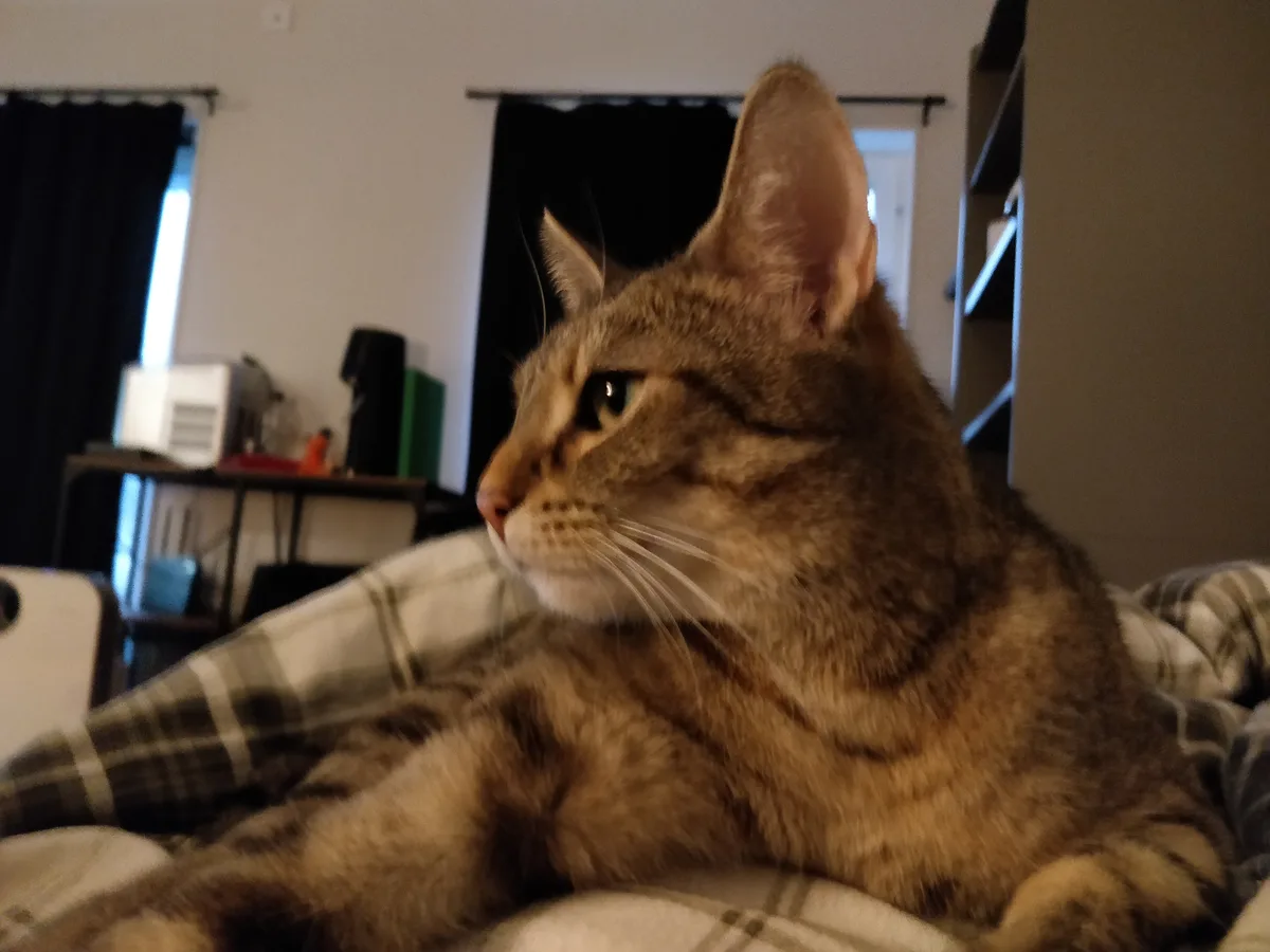 A tabby cat with green eyes is lying on a plaid blanket, looking off to the side with a calm, slightly aloof expression. The…