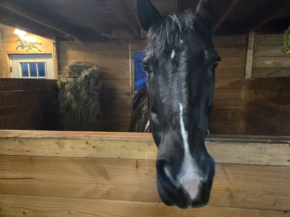 Meet Storm: The Christmas Horse!
