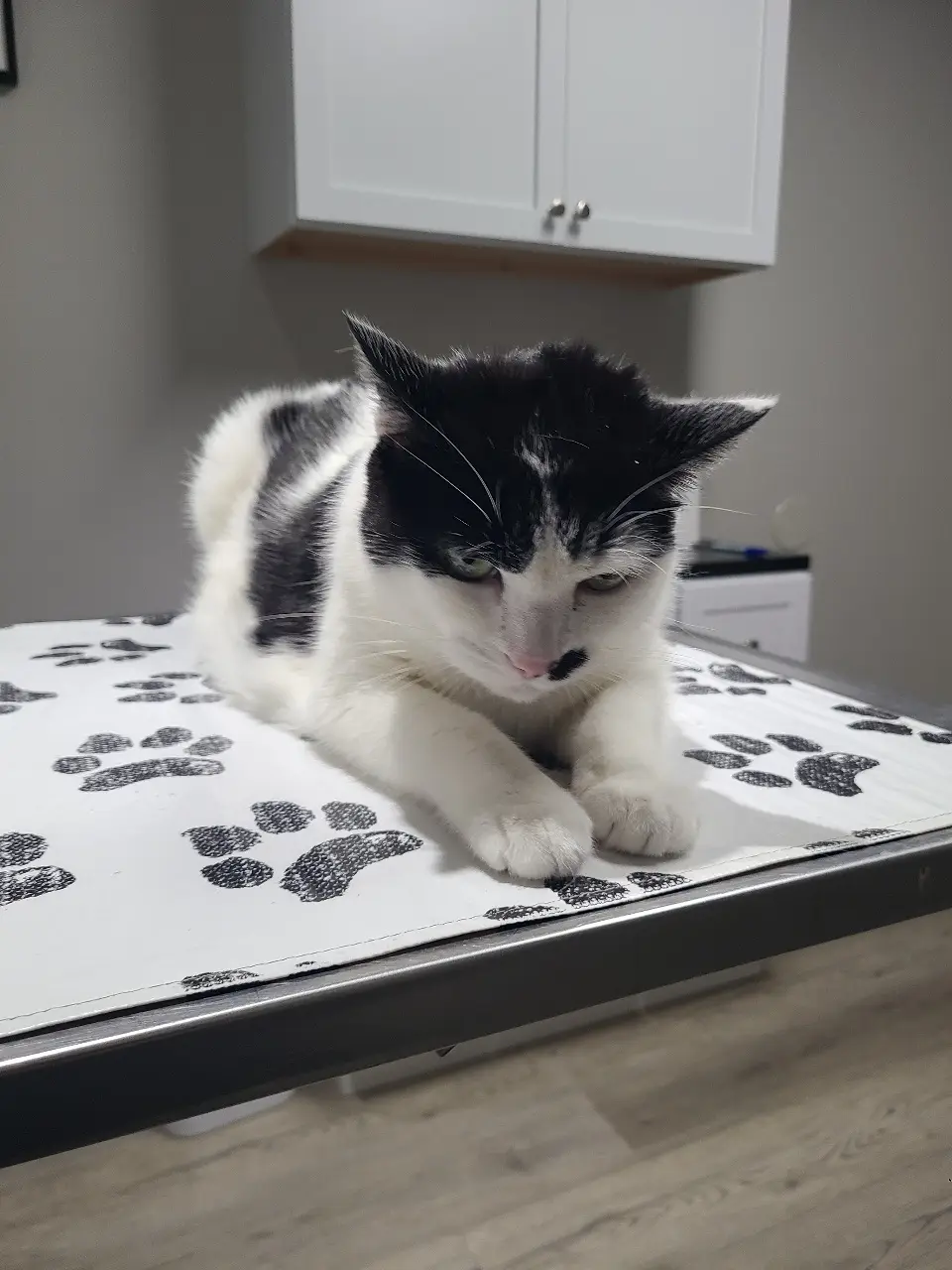A black and white cat with a stern, unimpressed expression lies on a white mat with black paw print patterns, which is on a…