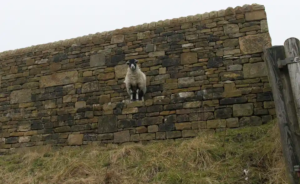 A black-faced sheep with white wool stands upright on a weathered stone wall, looking directly at the camera. The wall is…