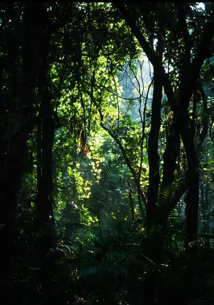 A serene, misty jungle scene with sunlight filtering through dense green foliage and tall trees, creating a tranquil, almost…
