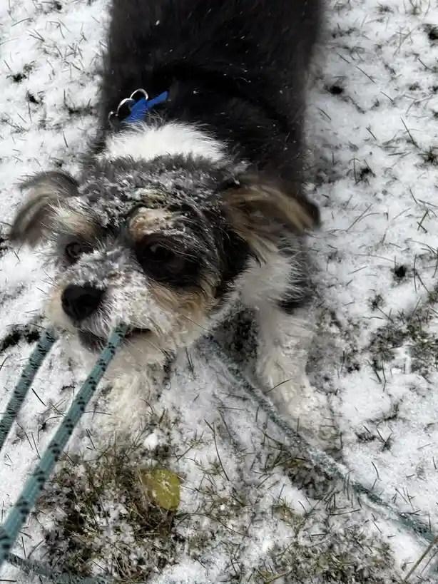 A small black, white, and tan dog with snow on its face and fur is lying in a patch of snow-covered grass, holding a green…