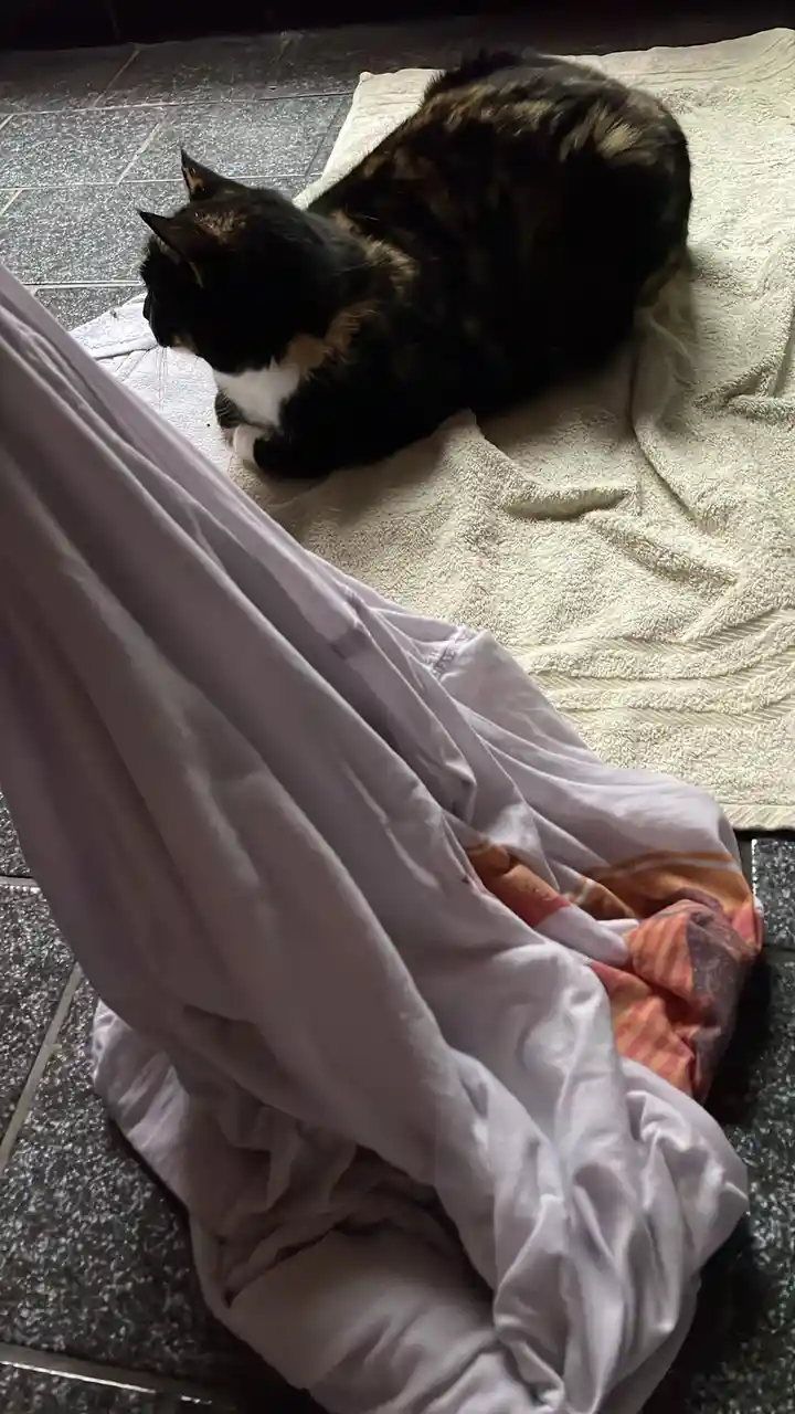 A calico cat with black, orange, and white fur is curled up sleeping on a white towel placed on a dark tiled floor. In the…