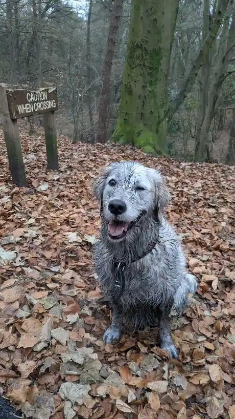 A muddy, happy-looking dog sits in a pile of autumn leaves in a forest, with one eye closed in a wink. Behind it, a wooden…