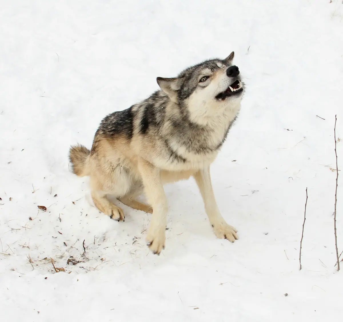 A gray wolf with a white chest and tan legs is sitting in deep snow, head tilted back and mouth open in a howl, showing…