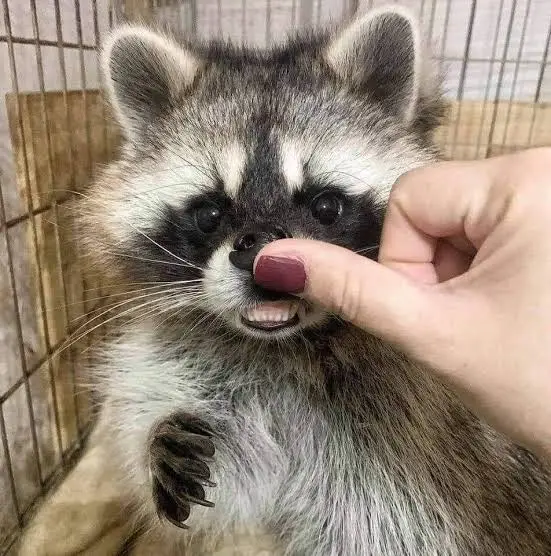 A close-up photo of a raccoon in a wire cage, looking directly at the camera with its mouth slightly open, revealing small…