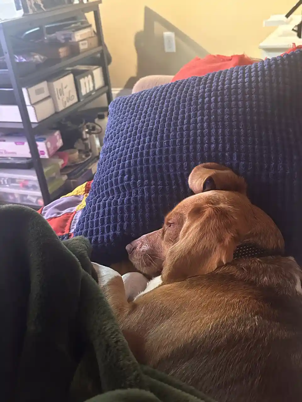 A brown dog with floppy ears is curled up sleeping on a couch, partially covered by a dark green blanket, with a blue…