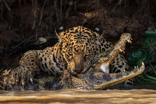 A jaguar is shown gripping a crocodile by the head in murky water, with the jaguar's face close to the crocodile's open…