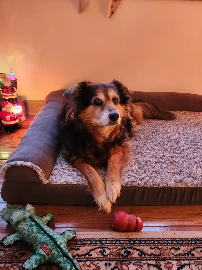 A fluffy brown and black dog lies on a plush dog bed, looking directly at the camera with a weary expression. In front of…
