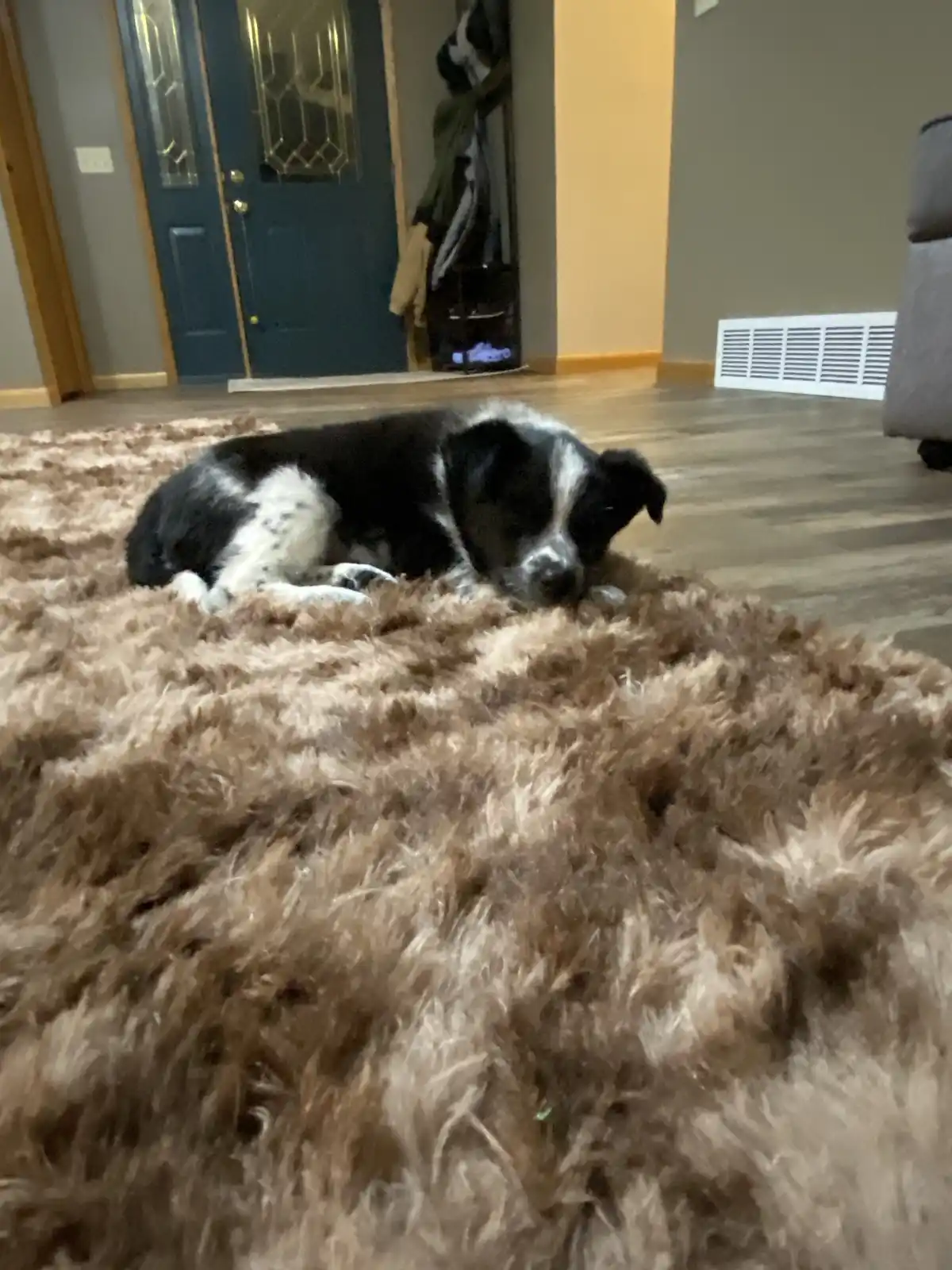 A black and white dog with floppy ears is lying down on a shaggy brown rug in a home, looking sleepy and unbothered. The…