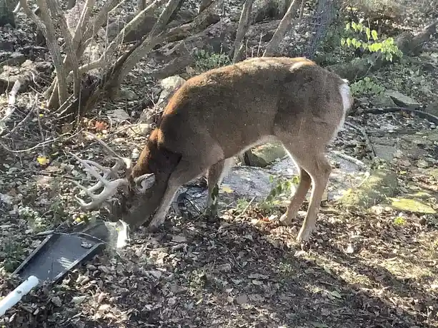 A large buck with antlers is seen through a screen, bending down to eat from a black trash can lid on the ground in a wooded…