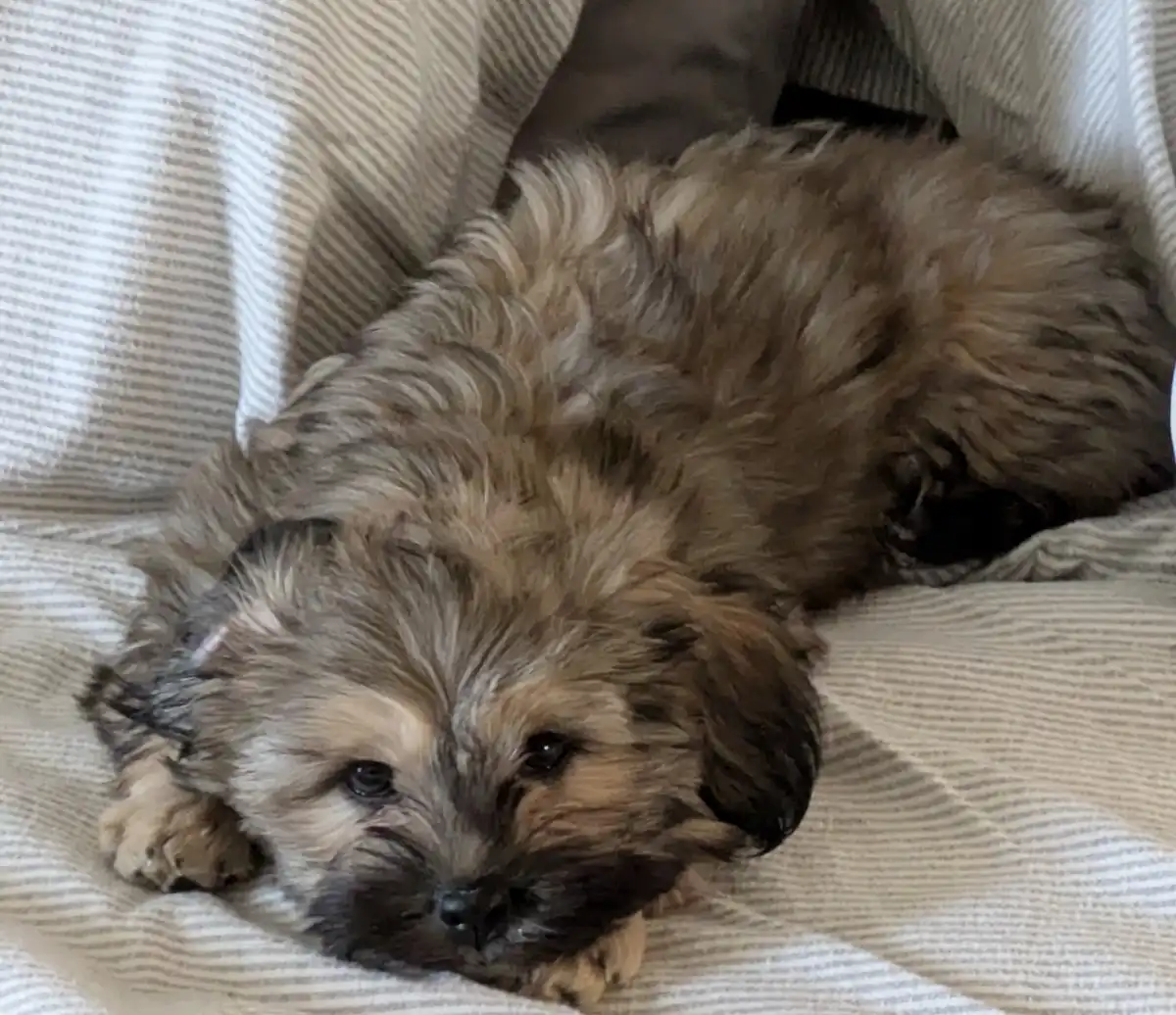 A small, scruffy, brown and black dog with floppy ears is lying curled up on a striped beige and white blanket, looking…